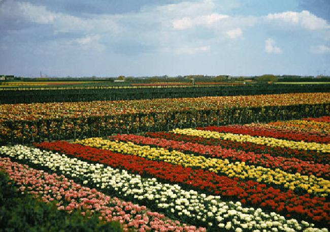 flowerfield.JPG